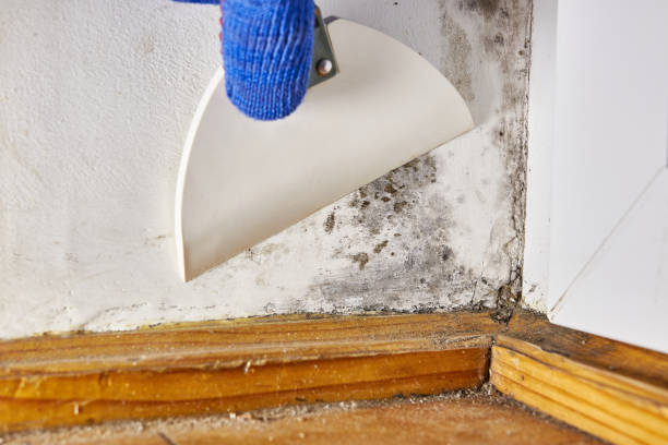 Best Basement Mold Removal  in Winfield, AL